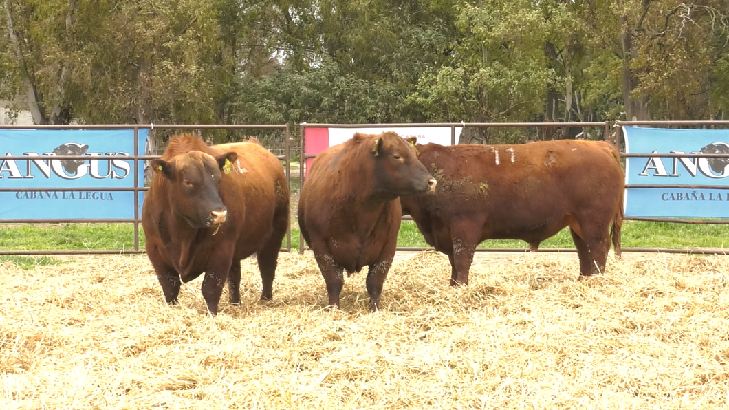 Lote TOROS ANGUS COLORADOS PC