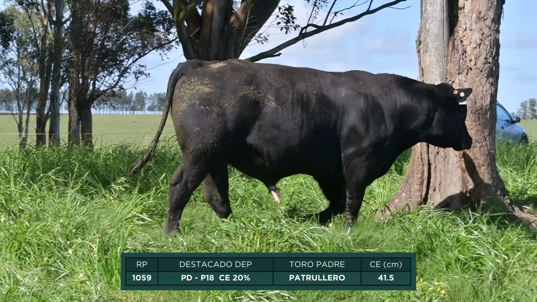 Lote Toros a remate en 16º Remate Anual La Campana de Ardao, Treinta y Tres