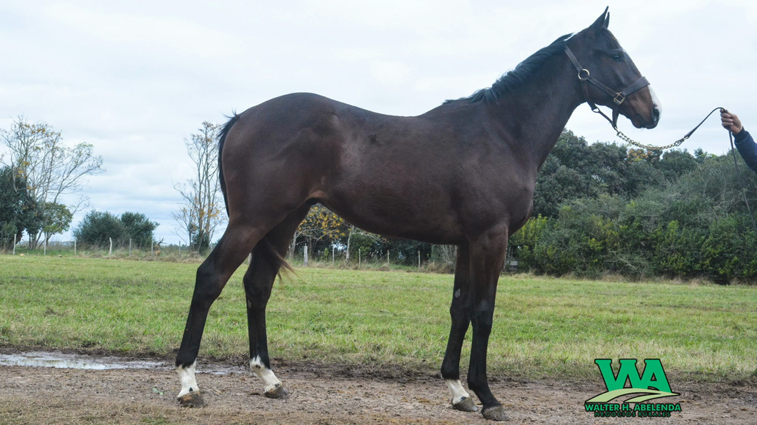 Lote BLACK FLASH