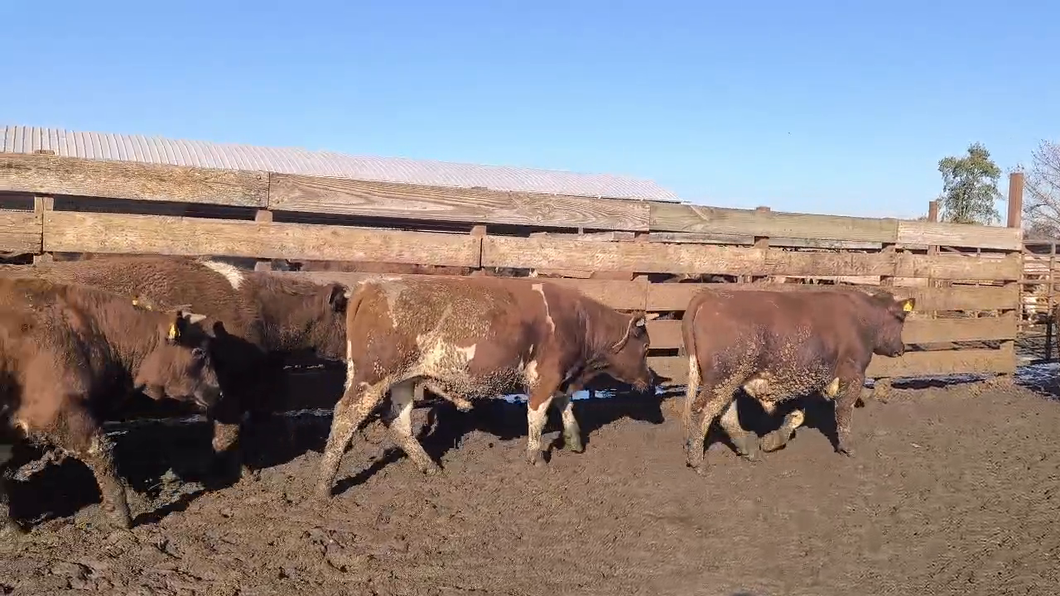 Lote 20 Novillo Gordo en Los Ángeles, VIII Región Biobío