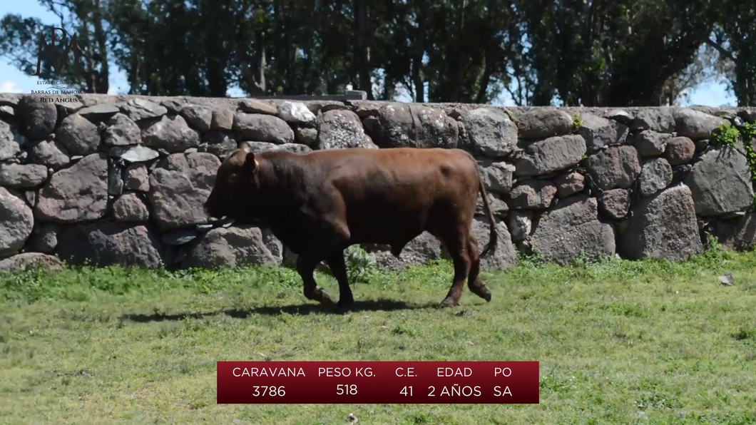 Lote 3 Toros a remate en Toros en San José, San José