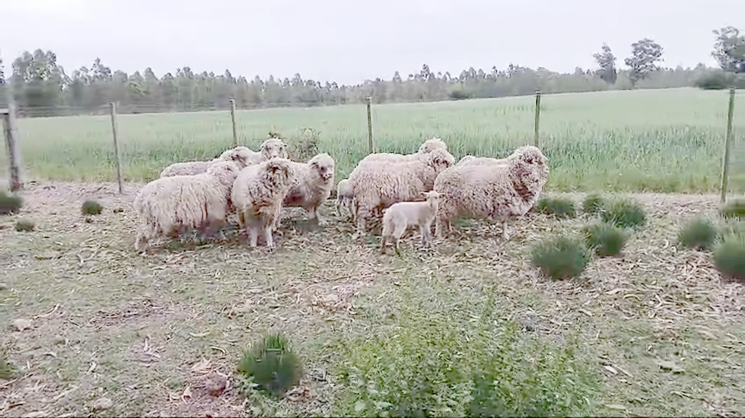 Lote 13 Ovejas a remate en Pantalla Camy  en Libertad