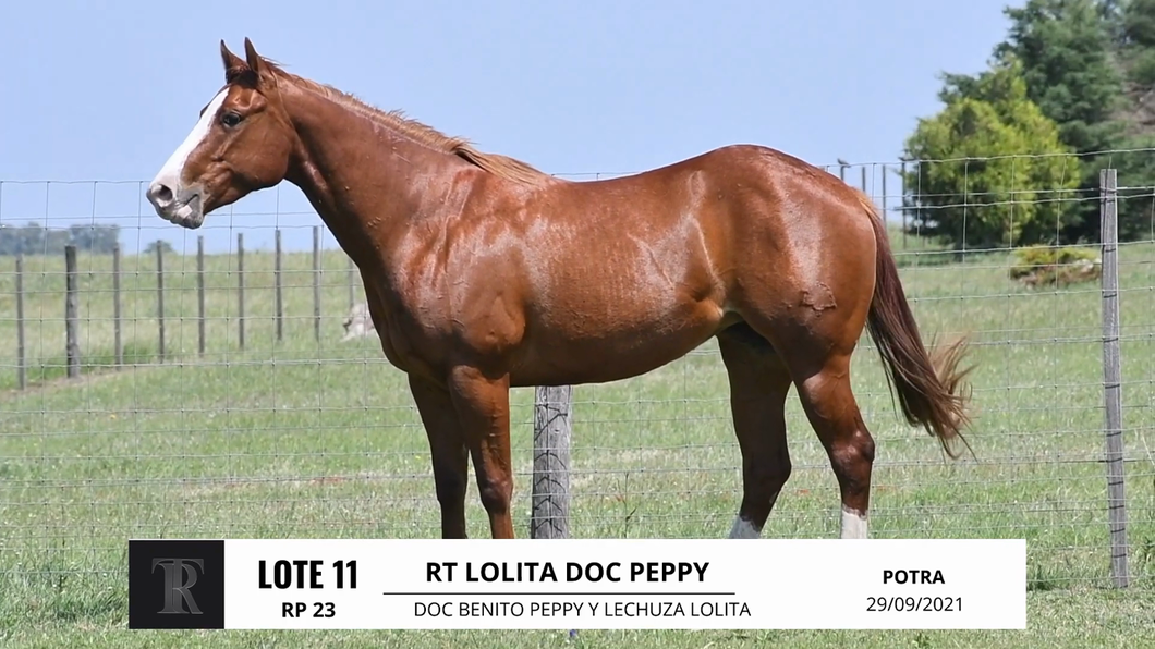 Lote RT LOLITA DOC PEPPY