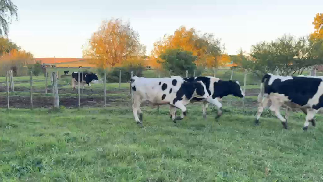 Lote NOVILLOS 1 a 2 AÑOS