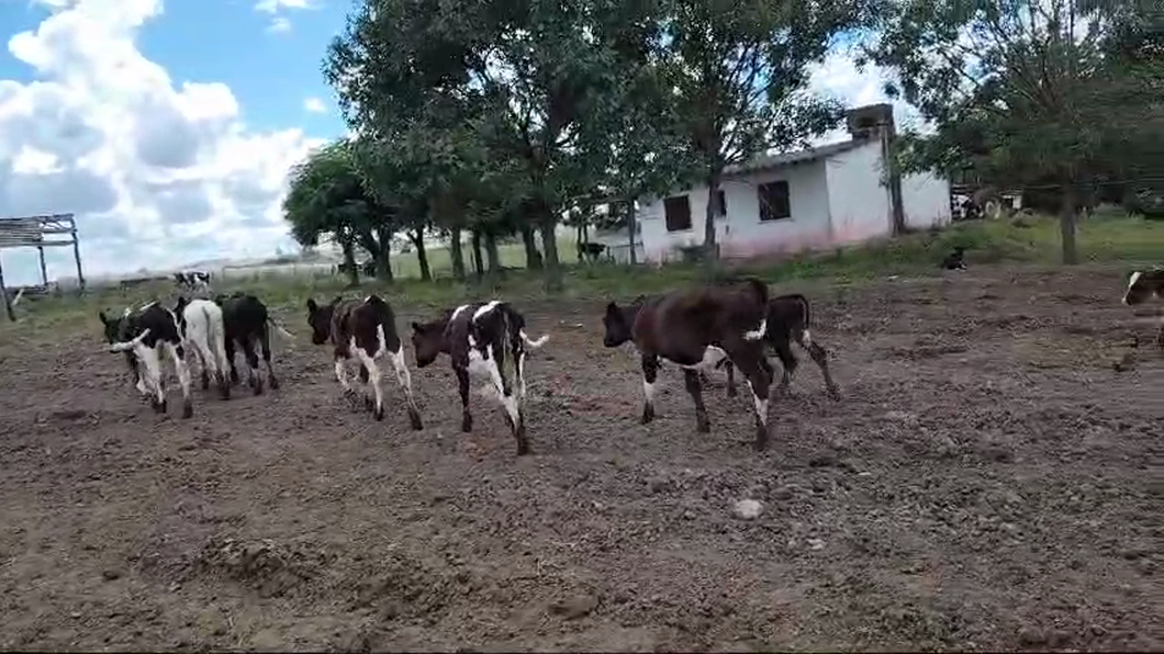 Lote 14 Terneras a remate en Pantalla Camy, San José