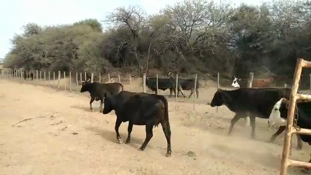 Lote 27 Vacas de invernar en Suncho Corral, Santiago del Estero