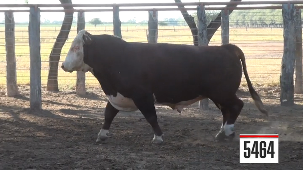 Lote Hereford