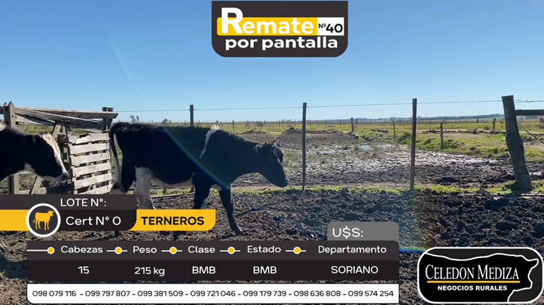 Lote 15 Terneros en Colonia