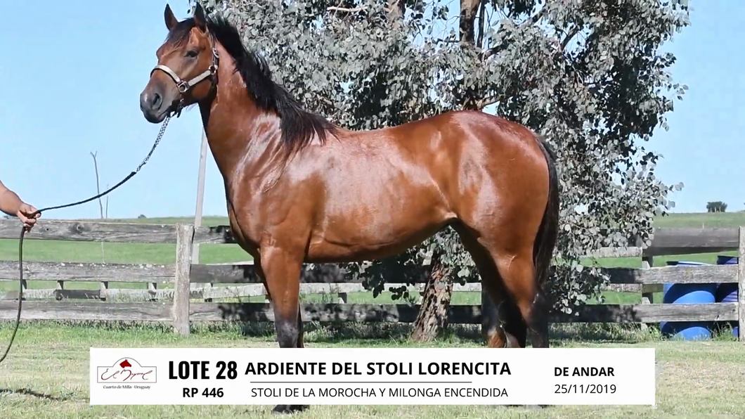 Lote ARDIENTE DEL STOLI LORENCITA