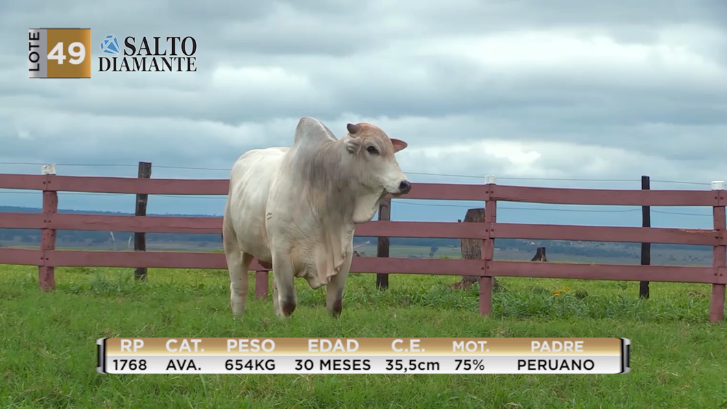 Lote LOTE 49