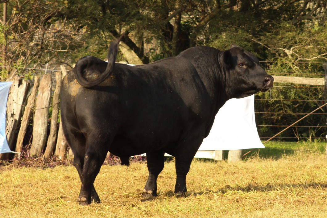 Lote CABAÑA COEMBOTÁ: RP 621