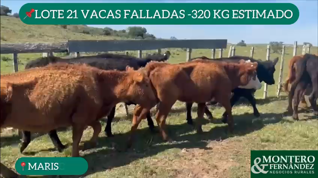 Lote 21 Vacas Falladas