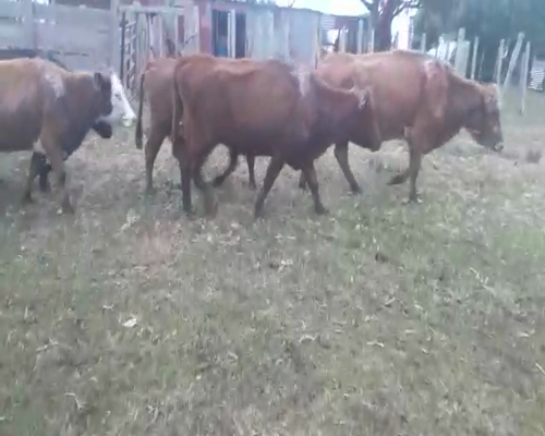 Lote 21 Vacas de Invernada HEREFORD Y ANGUS a remate en Pantalla Camy 340 - 360kg - , San José