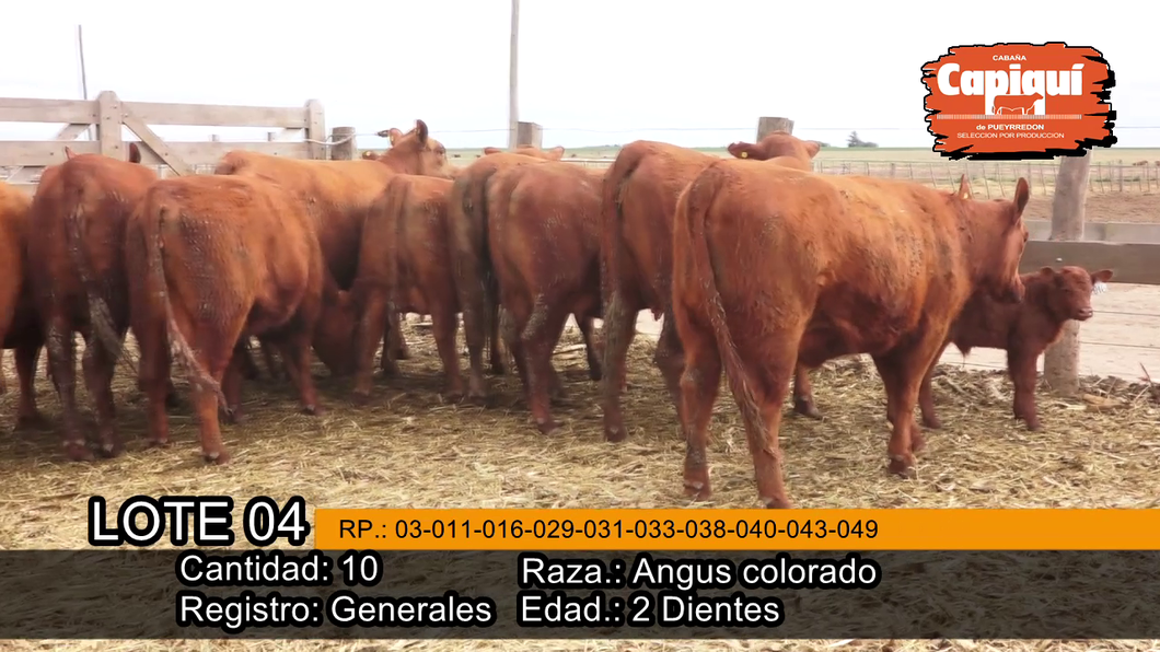 Lote VAQ.  PARIDAS