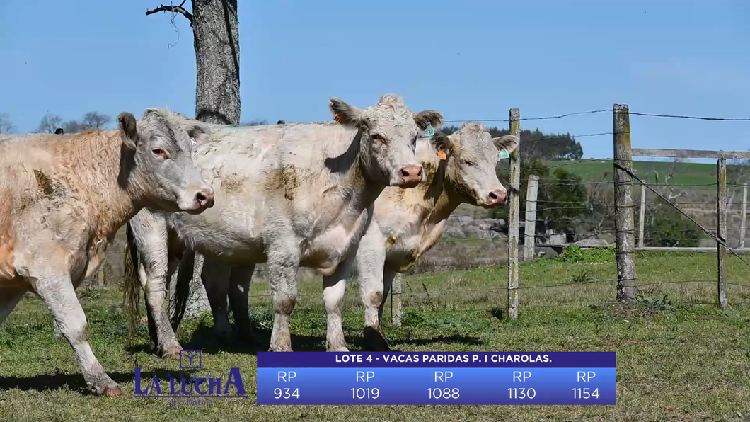 Lote Lote 3 - VACAS PARIDAS P. I CHAROLAS.