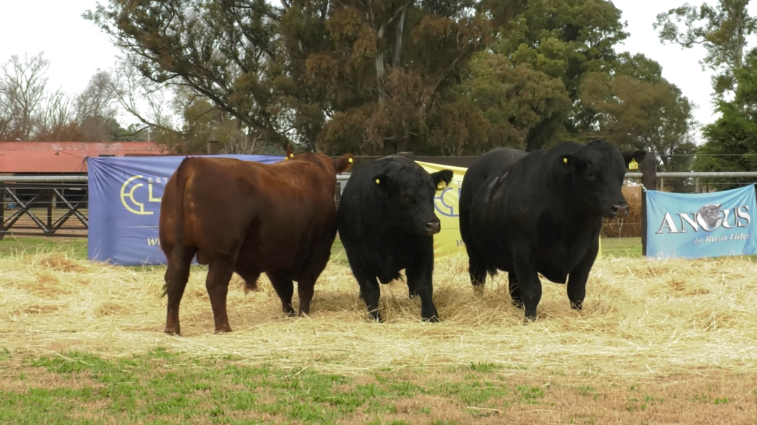 Lote TOROS ANGUS PURO CONTROLADO