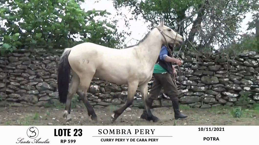 Lote SOMBRA PERY