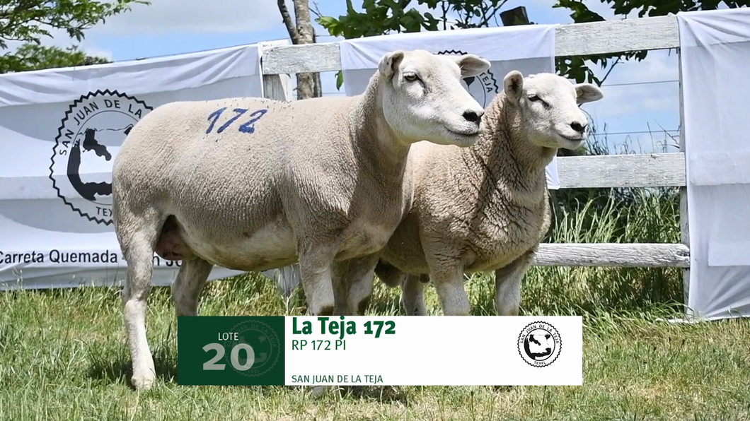 Lote Lote 20