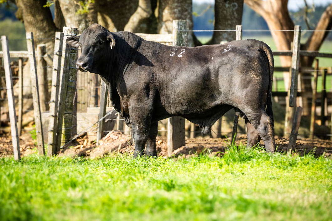 Lote Jacaranda - 3 - Toros