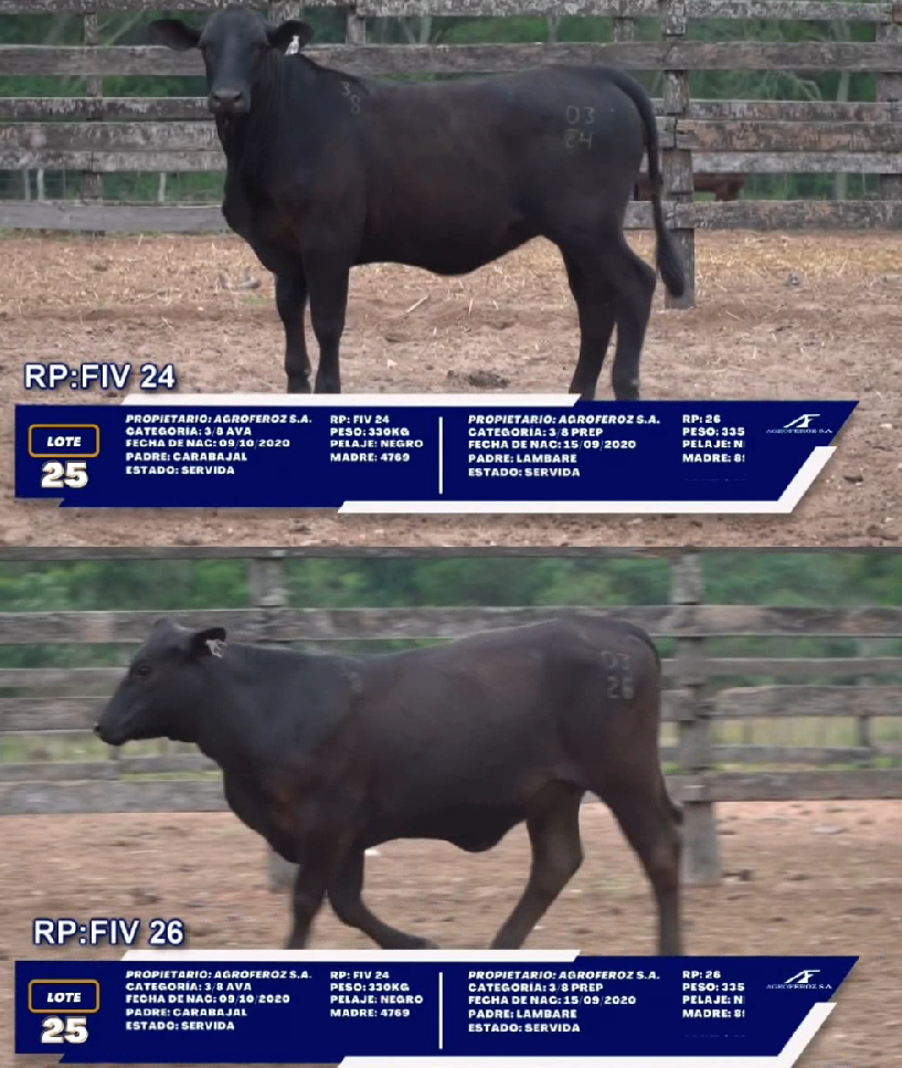 Lote LOTE 25 - DUO