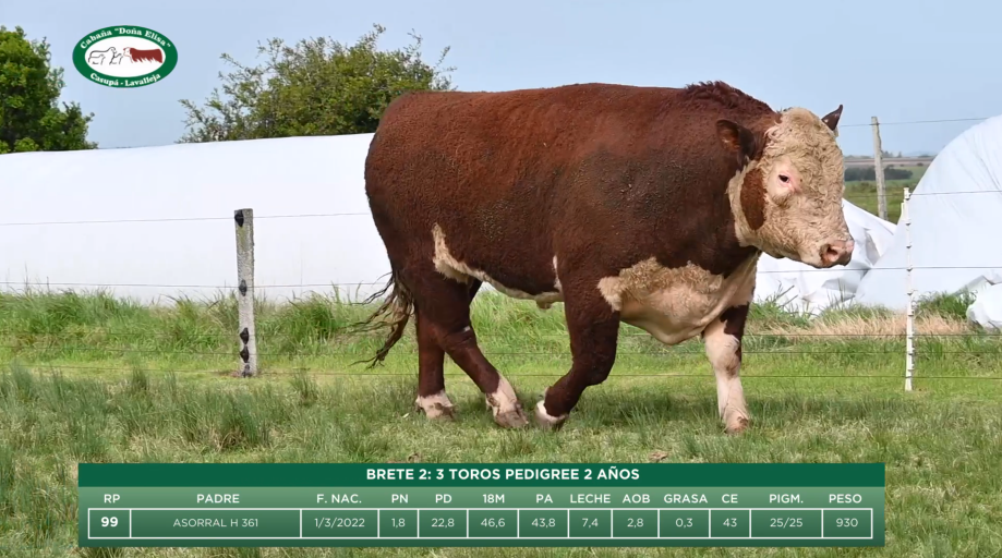 Lote BRETE 2: 3 TOROS PEDIGREE 2 AÑOS