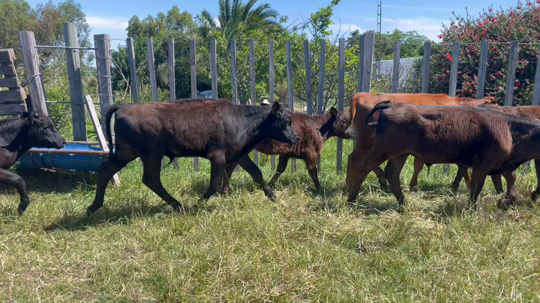 Lote TERNEROS Y TERNERAS