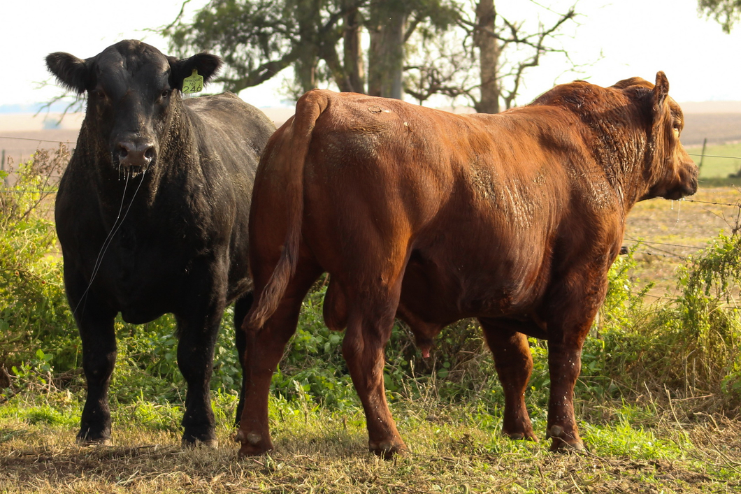 Lote CABAÑA COEMBOTÁ: RP 244