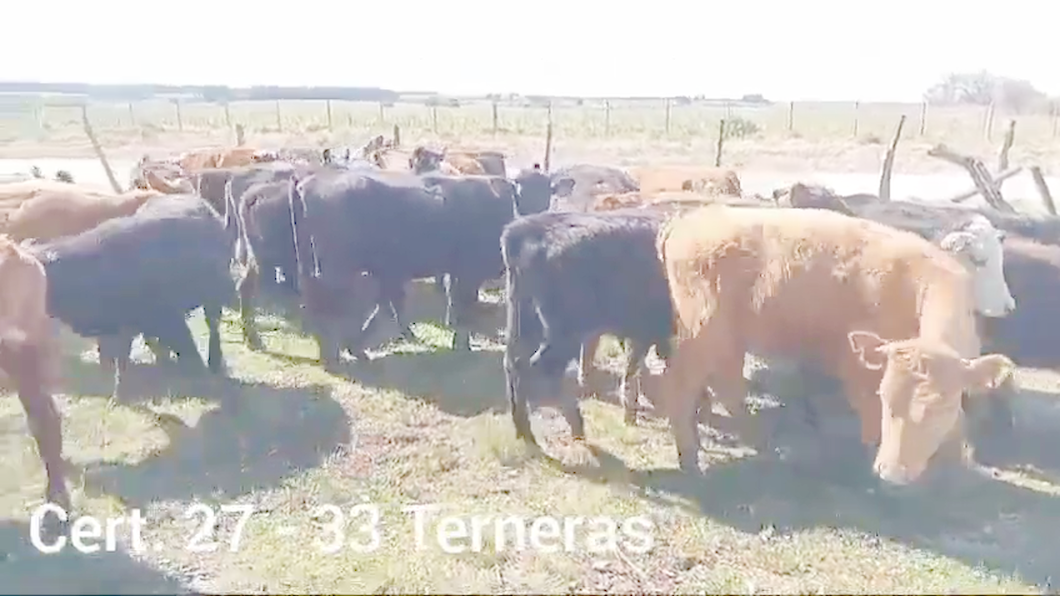 Lote TERNERAS