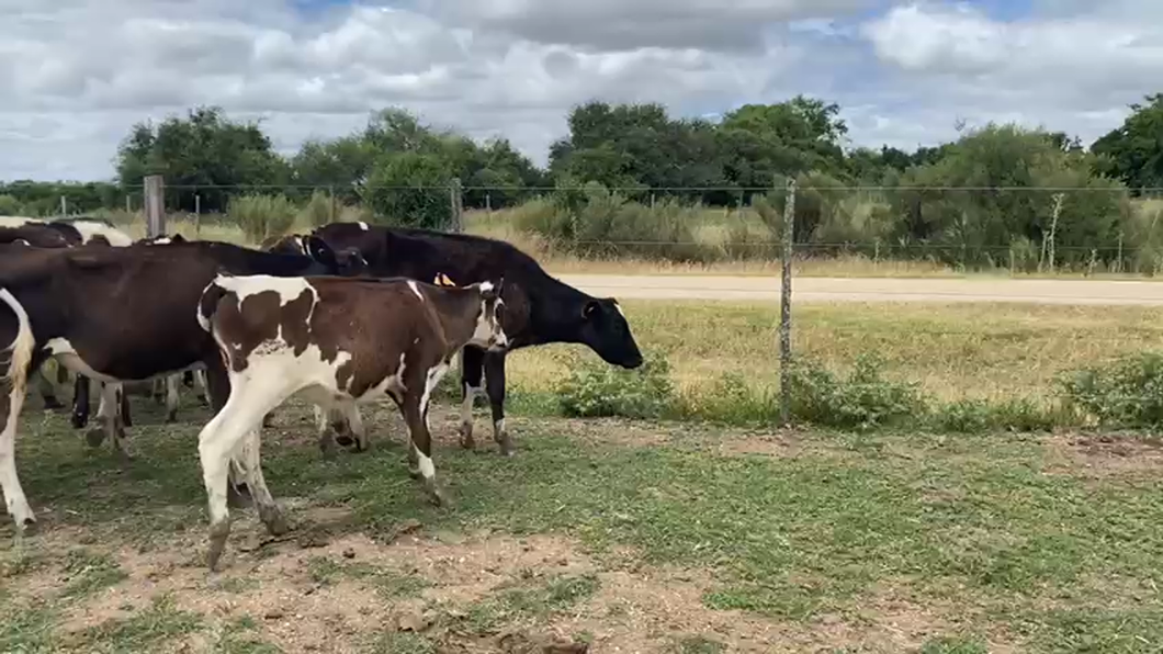 Lote 30 Terneras a remate en Pantalla Camy 150kg - , San José