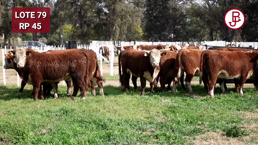 Lote Vaquillonas PR Polled Hereford Preñadas Parición Otoño