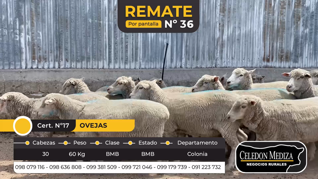 Lote 30 Ovejas en Las Víboras, Colonia