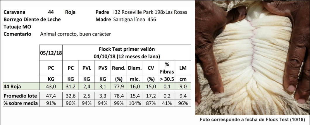 Lote Caravana 44