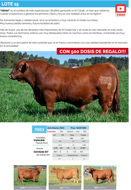 Lote Lote 15