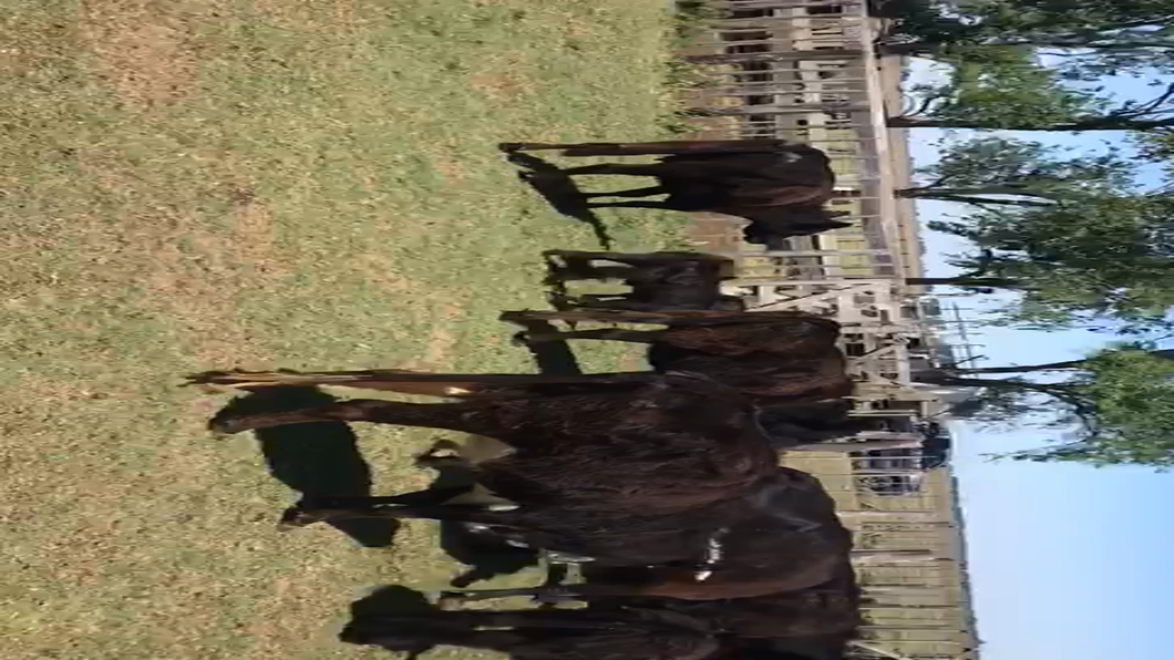 Lote 37 Vacas nuevas C/ cria en Buenos Aires, Dolores
