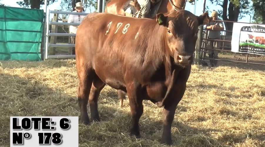 Lote 3 Toros a remate en La Empastada, Salto