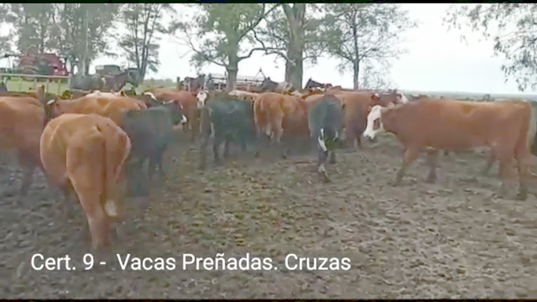 Lote (Vendido)45 Vacas preñadas 7 AA - 4RA - 20AAHE - 8RAHE - 2RA/ NO - 2CH - 1CH/ CEBU - 1RABR a remate en PANTALLA COCO MORALES 370kg -  en PARAJE RINCON DE PEREZ, RUTA 26 KM 80, A 96 KM DE  PAYSANDU Y A 165KM DE TACUAREMBÓ.