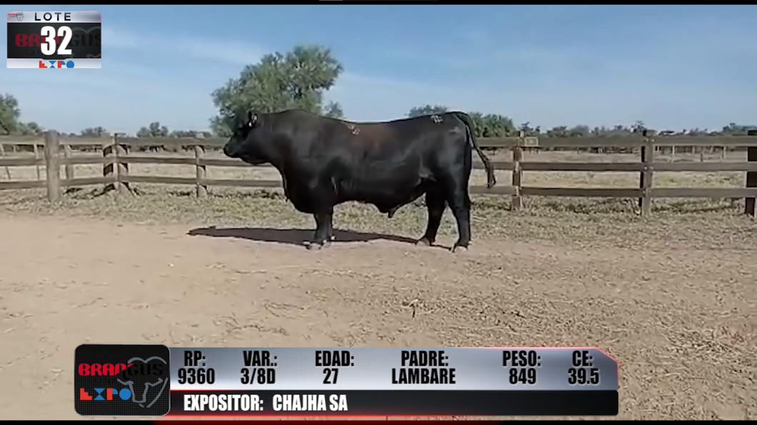 Lote Brangus a Campo Expo 2022 - Lote 32
