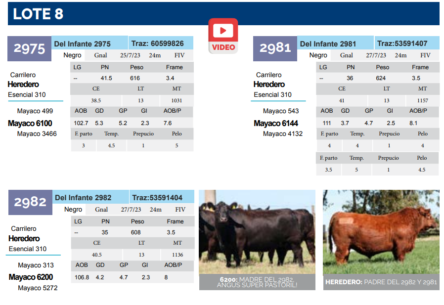 Lote Lote 8