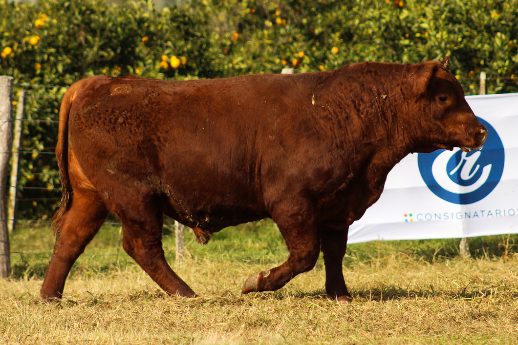 Lote CABAÑA COEMBOTÁ: RP 268