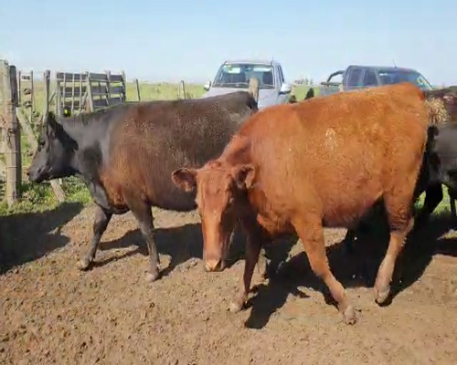 Lote 67 Vacas nuevas C/ gtia de preñez en Buenos Aires, Tapalqué