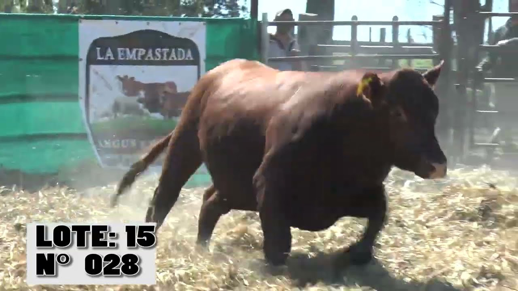 Lote 3 Toros a remate en Toros para Vaquillonas - La Empastada, Durazno