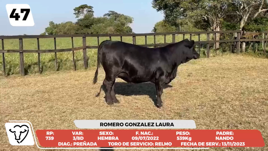 Lote LOTE 47