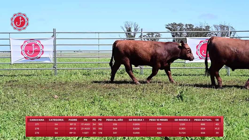 Lote 3 Toros a remate en 8º Remate Anual - Estancia Romanza, Tacuarembó