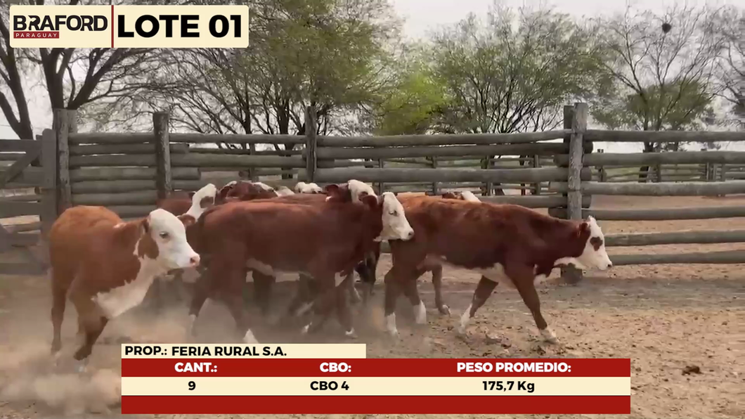 Lote LOTE 1- HEMBRAS TIPO BRAFORD