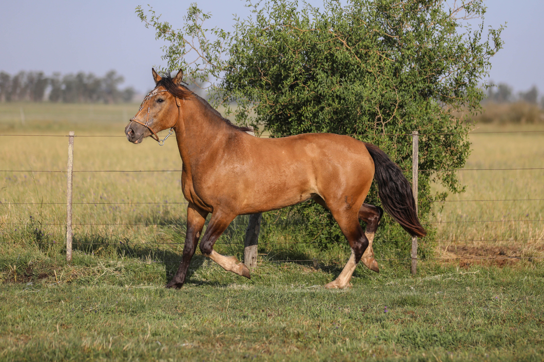 Lote DEL SILENCIO TRANCA