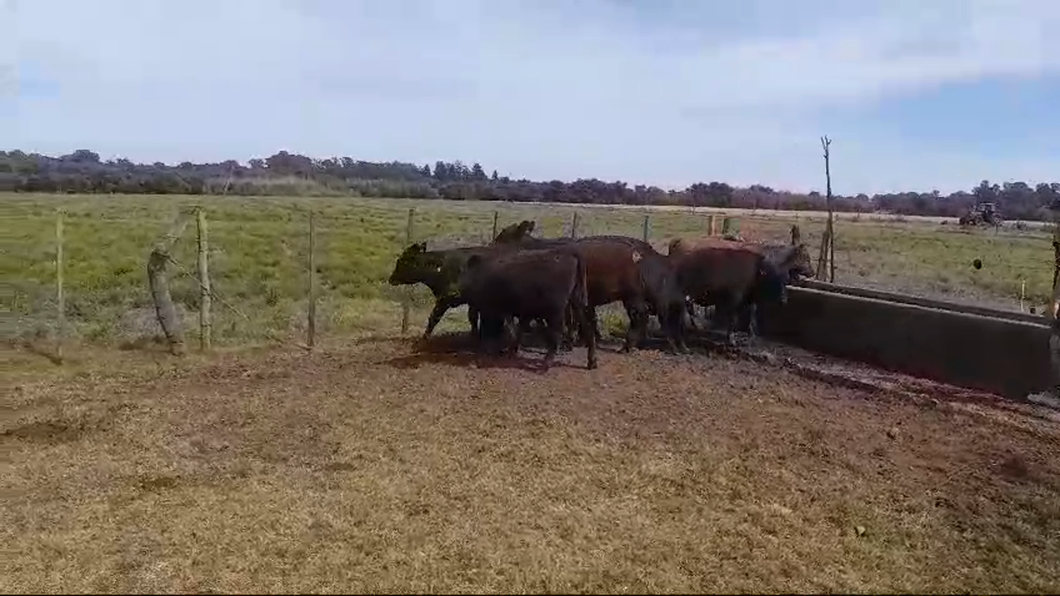 Lote TERNERAS