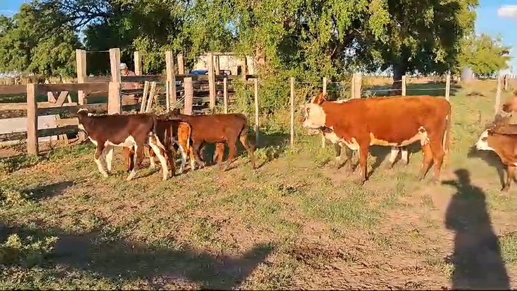 Lote 14 Piezas de cría a remate en Pantalla Camy, San José