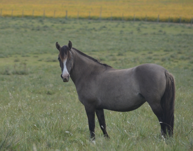 Lote Guapa Don Miguel