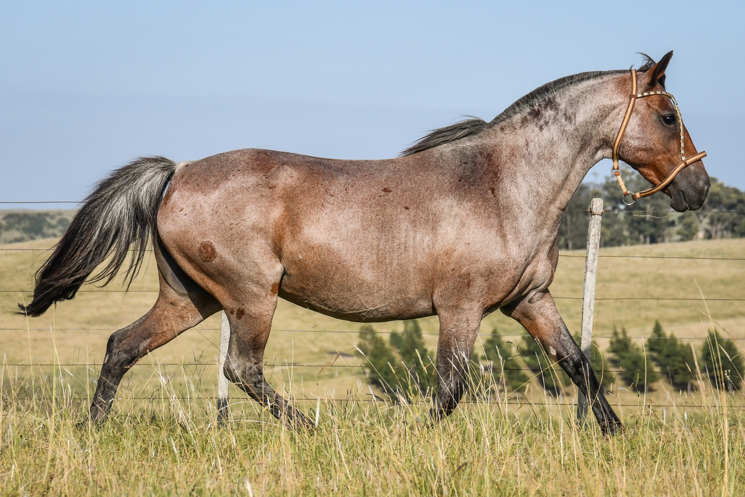 Lote AGUA D´AGUILA