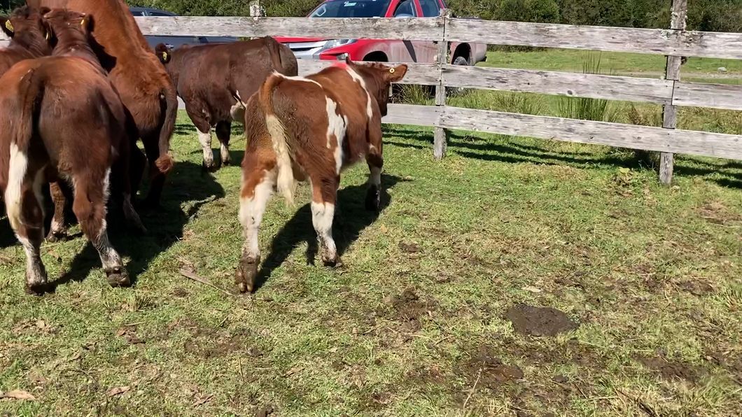Lote 9 Ternero en Cisnes, XI Región Aysén